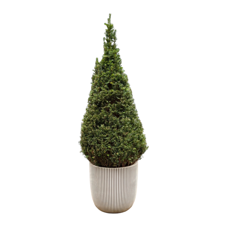 Taxus Kegelförmig